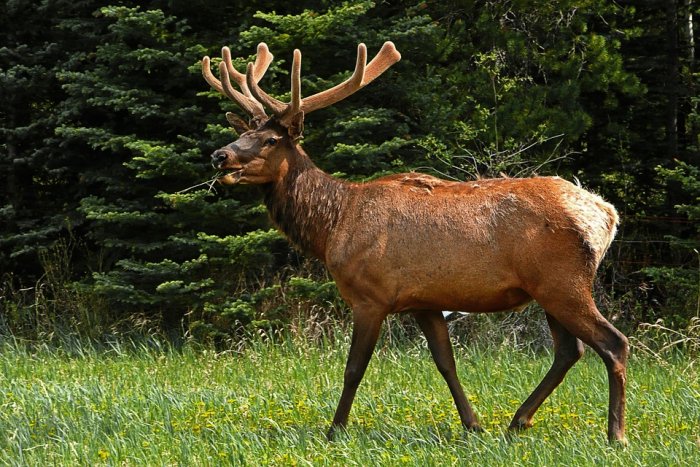 Elk Deer Wildlife Antlers Nature Mammal Rut Herd